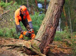 Best Storm Damage Tree Cleanup  in Keystone Heights, FL