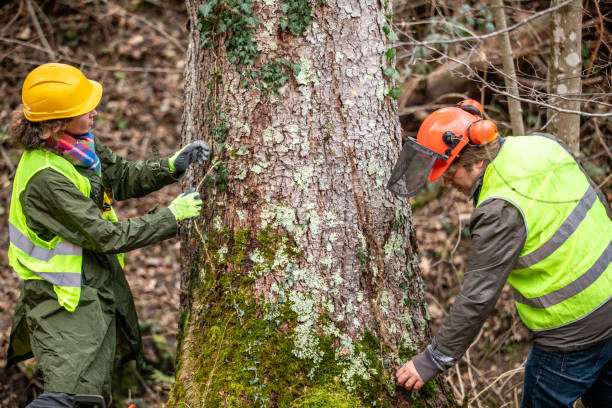 How Our Tree Care Process Works  in  Keystone Heights, FL