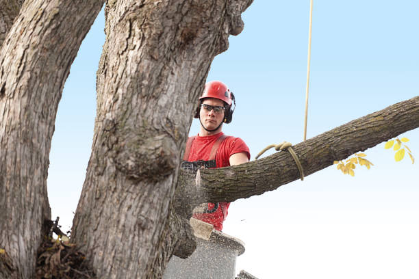 Reliable Keystone Heights, FL Tree Services Solutions